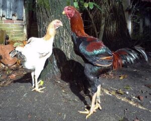 10 Tallest Chicken Breeds - Livestocking