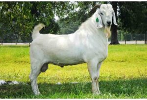 10 Common Tall Goat Breeds Livestocking