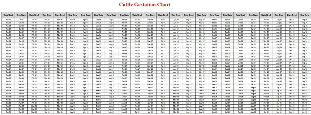 Cattle Gestation Calculator & Chart {Printable} - Livestocking