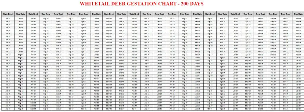 Whitetail Deer Gestation Calculator & Chart {Printable} - Livestocking