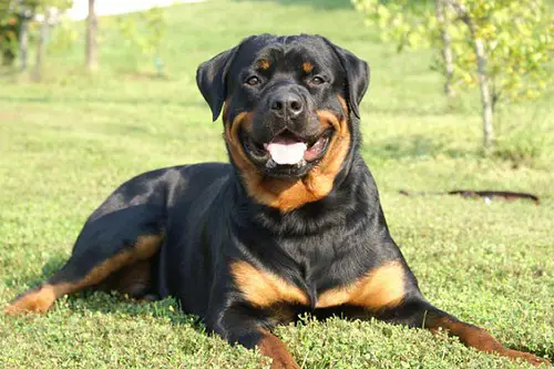 how long is a rottweiler pregnant