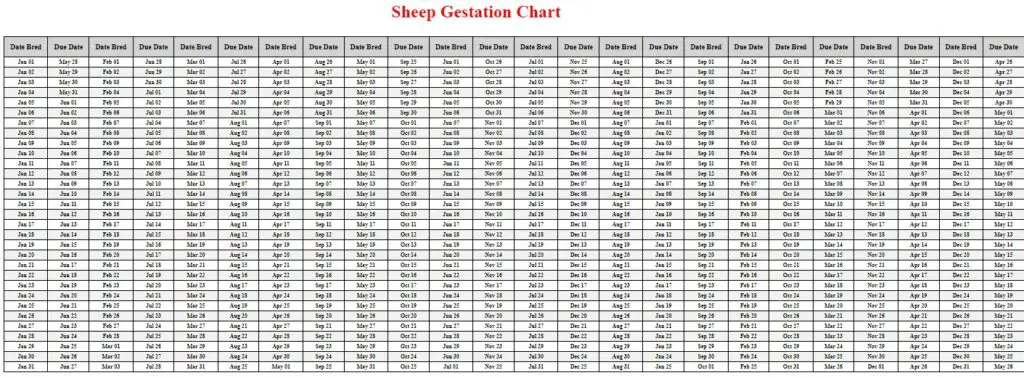 Sheep Gestation Calculator & Chart {Printable} - Livestocking