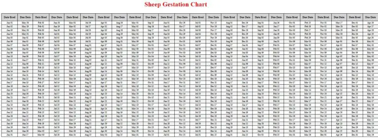 Sheep Gestation Calculator & Chart {Printable} - Livestocking