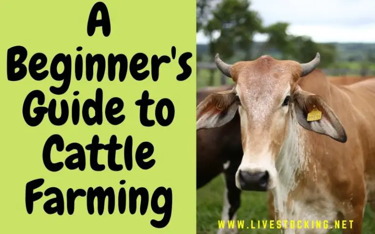 a-beginner-s-guide-to-cattle-farming-ebook-included