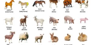 Farm Animals | Definition, Examples & Characteristics