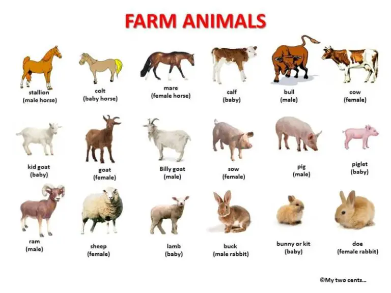 Farm Animals Definition Characteristics Amazing Facts