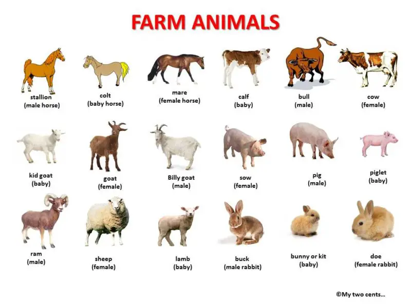 ruminant animals list