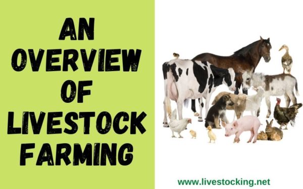 livestock-farming-definition-benefits-types