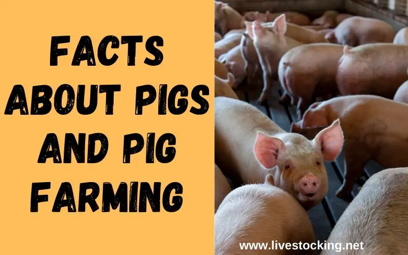 10 Facts About Pigs And Pig Farming
