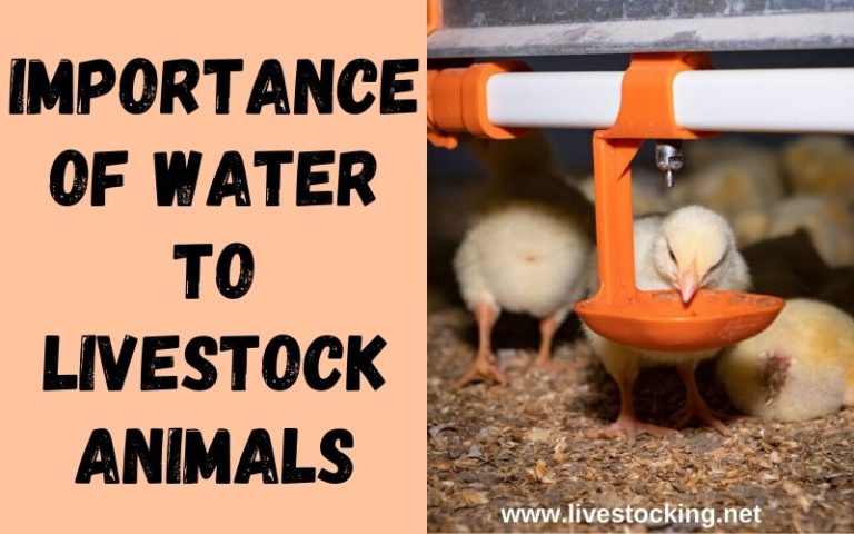 the-importance-of-water-to-livestock-animals-livestocking