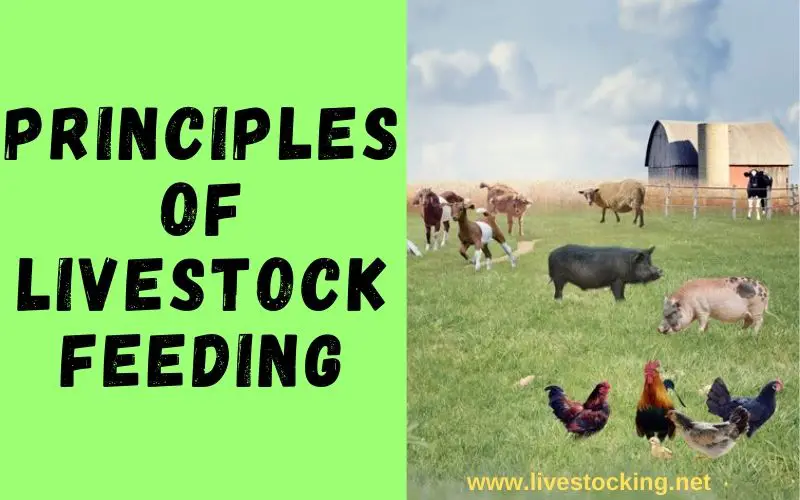 Principles of Livestock Feeding and Nutrition