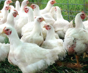 How To Start Broiler Farming Or Raise Broilers Ebook