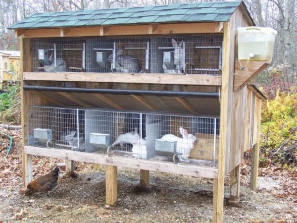 How to Build or Buy the Right Rabbit Cage