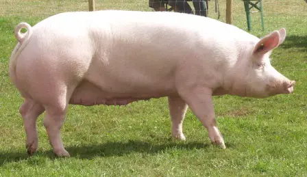 Large White (Yorkshire) class pig