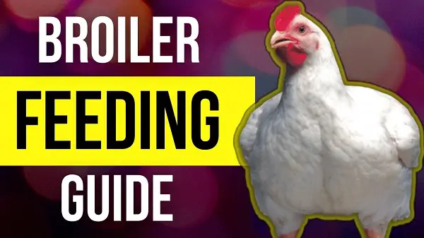  PDF Broiler Feeding Guide Growth Weight Chart Livestocking