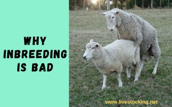 top-5-reasons-why-inbreeding-is-bad-livestocking