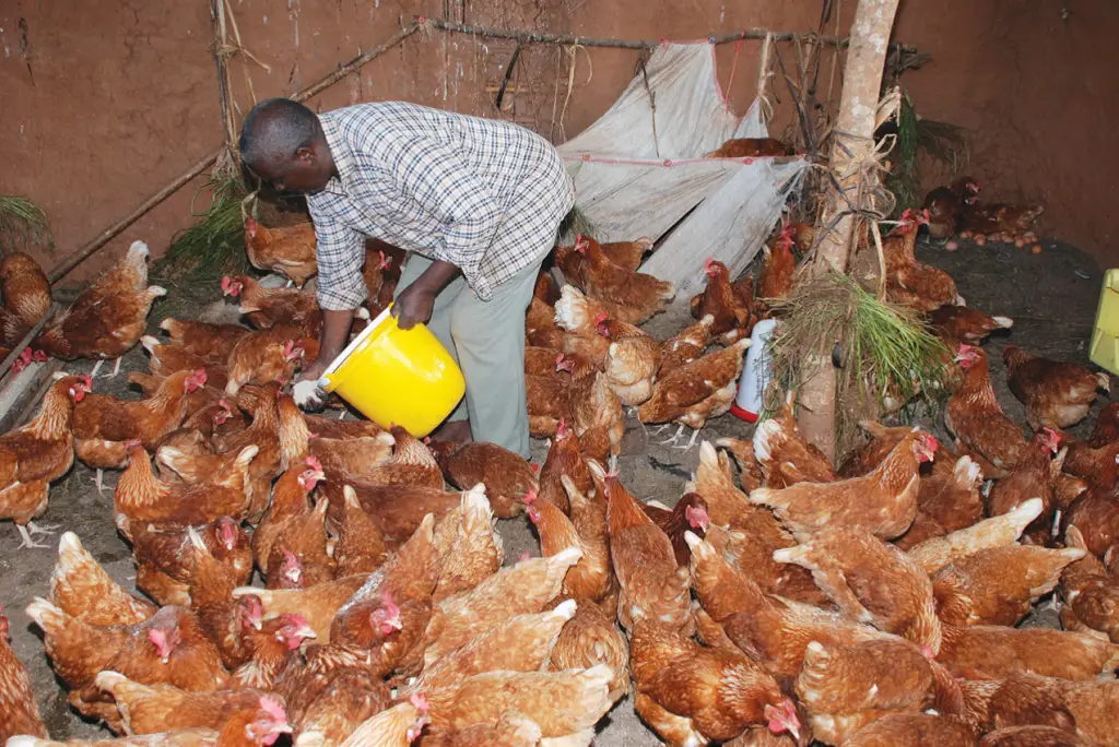 Download Guide How to Start Local Chicken Farming for Eggs/Chicks ...