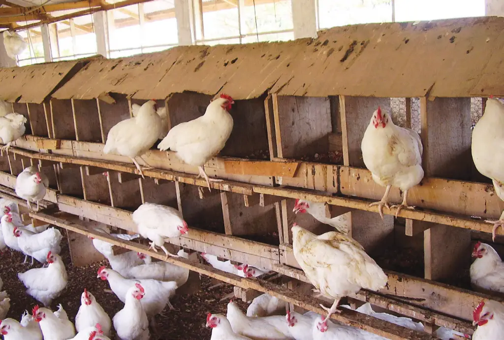 Download Guide How to Start Local Chicken Farming for Eggs/Chicks ...