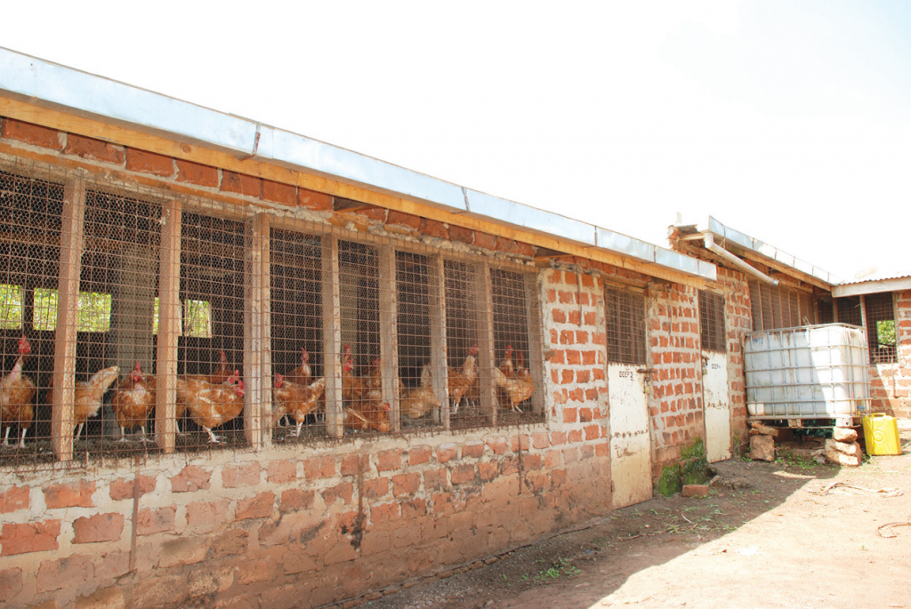 desi poultry farm business plan