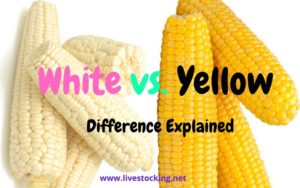 Difference Between White and Yellow Corn