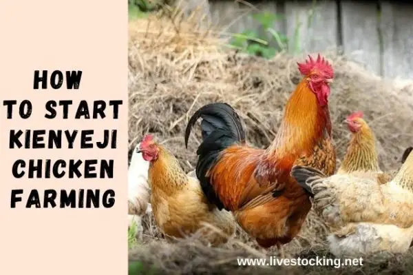 ebook-guide-how-to-start-a-profitable-kienyeji-chicken-farming-in-kenya