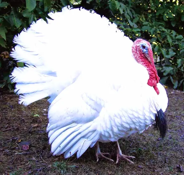 snood turkey