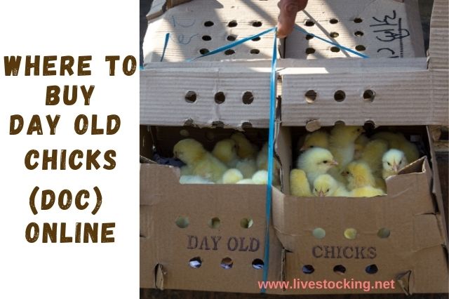 day-old-chicks-doc-current-price-and-where-to-buy-online