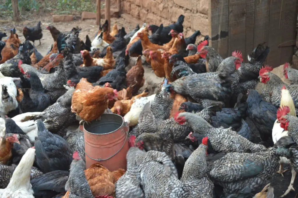 Feed Formulae for Improved Kienyeji Chickens (Layer ...