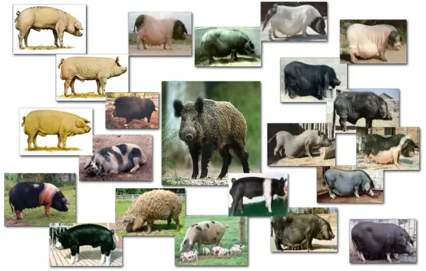 different types of pigs