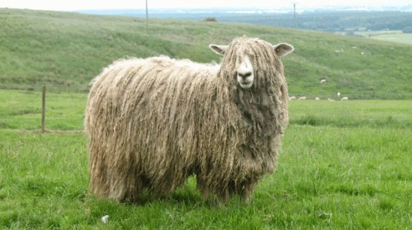 The Local and Exotic Breeds of Sheep - Livestocking