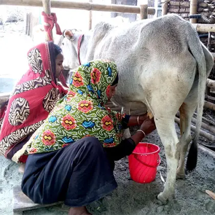 Recommended Nigerian Cattle Breeds for Smallholder Dairy (Milk ...