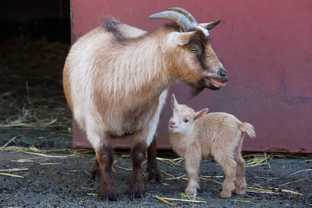 pygmy goat teddy