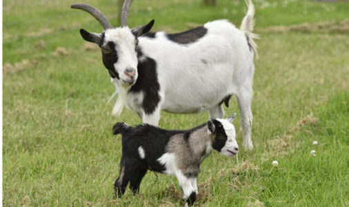 Pygmy Goat Brief History And Characteristics Livestocking