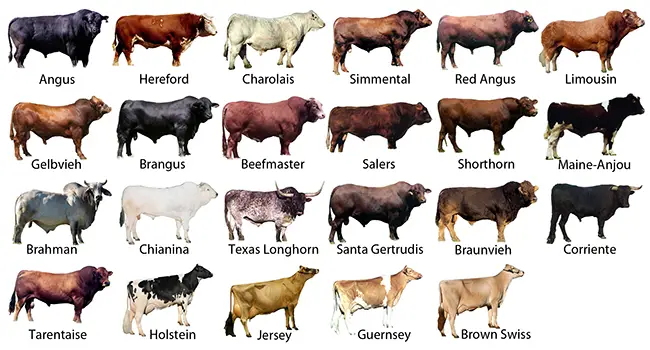 Various Breeds Of Cows Chart Svg Jpg Png, 56% OFF