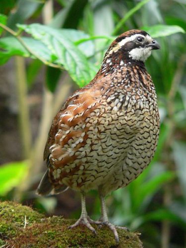 Some Common Breeds Of Quails Livestocking