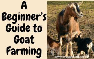 Guide to Goat Farming