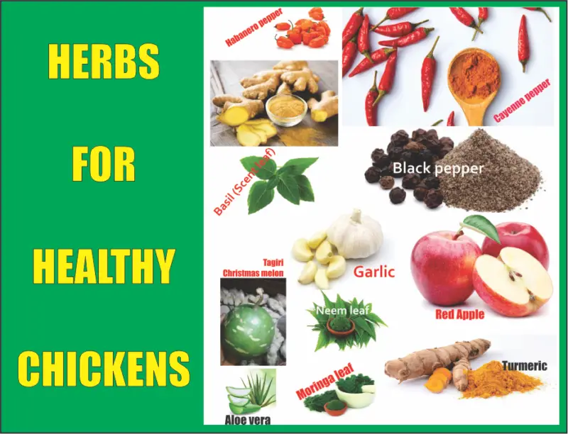 Effective Herbs to Make Chickens Healthy and DiseaseFree