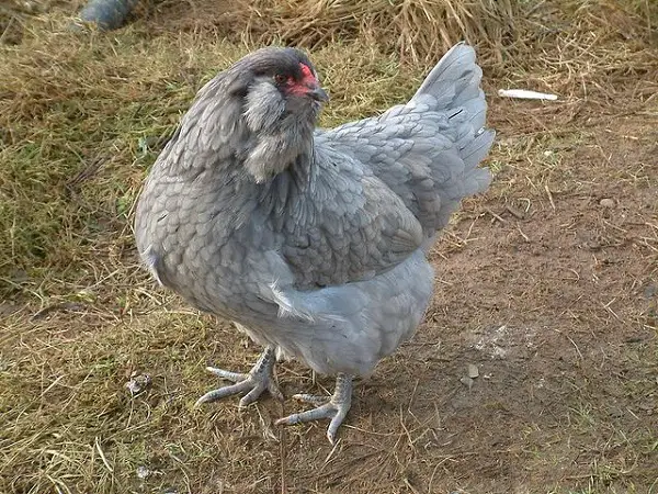 Ameraucana Chicken Breed Information Guide