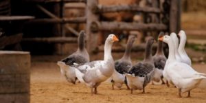 A Beginner’s Guide to Waterfowl Duck & Geese Farming