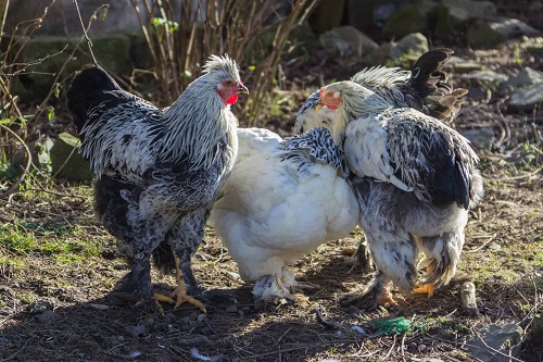 Brahma Chickens