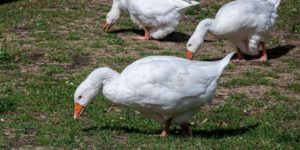 6 Most Common Domestic Geese Breeds