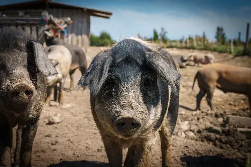 From Feed to Shelter